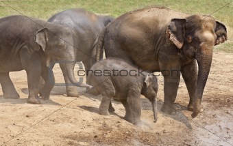 Elephants playing in the dust.