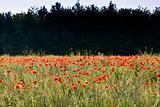 the red poppies of the meadow