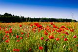 the red poppies of the meadow