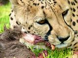 Cheetah eating