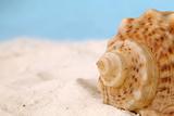 Conch seashell on sand