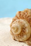 Conch seashell on sand