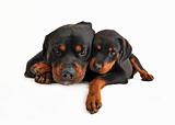 baby rottweiler and his mother dog