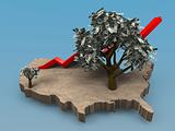 growing money tree in the USA