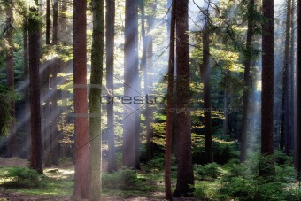 autumn forest scene with sunrays shining through branches 
