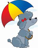 Poodle in Rain