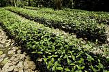 Coffee plantation in Venezuela