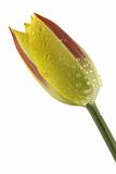 Yellow and red tulip with water drops on isolated