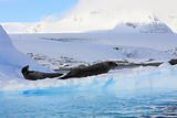 Leopard Seals on iceberg