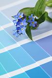 Forget-me-nots on color swatch
