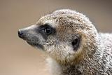Meerkat in side angle view