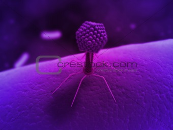 bacteriophage sem