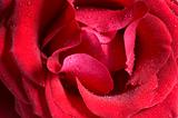 Red Rose With Waterdrops