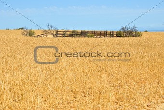 corral in a field of wheat