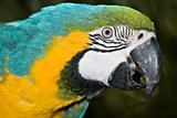 macaw
