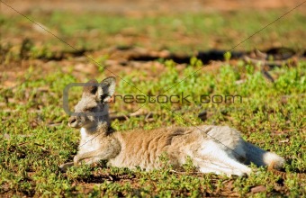 kangaroo laying in morning sun