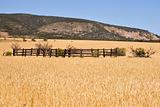 corral in wheat field