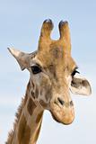 brooding giraffe