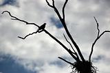 silhoutte of a whistling kite 