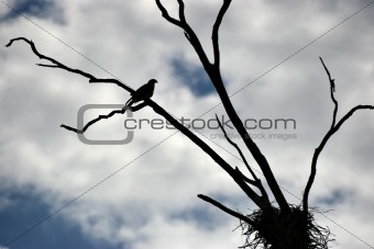 silhoutte of a whistling kite 