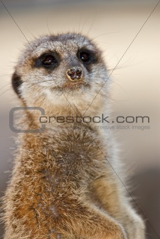 meerkat looking at camera