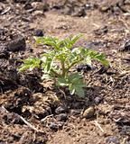 small young tomato bush growing in compost