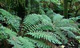 rainforest ferns