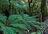 tree ferns and rainforest