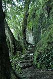 path through the rainforest