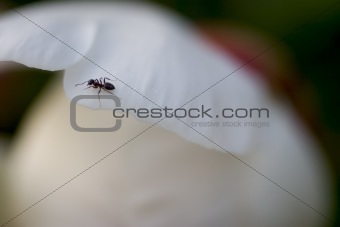 Ant on Flower