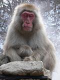 Japanese Macaque relaxing