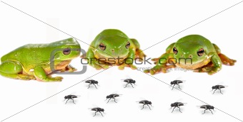 smorgasbord three frogs and flies