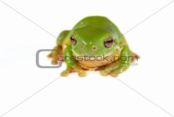 green tree frog on white