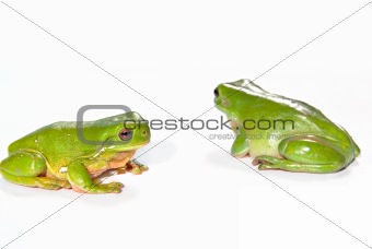 two green tree frogs
