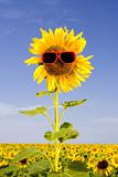 sunflower in sunglasses