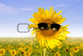 sunflower in sunglasses
