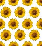 sunflower wallpaper