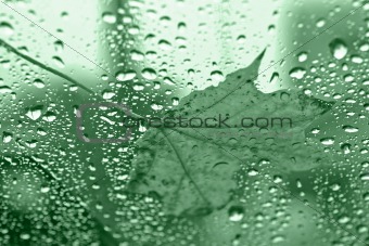 Wet Leaf on Green Glass