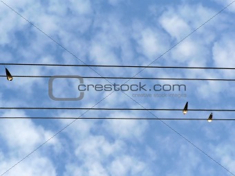 Birds on wires