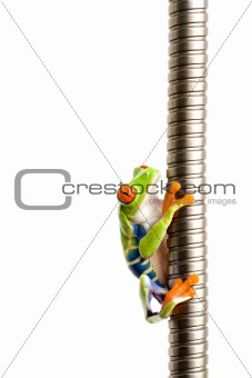 frog climbing on metal isolated on white