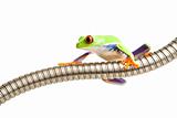 red-eyed tree frog on tubing isolated