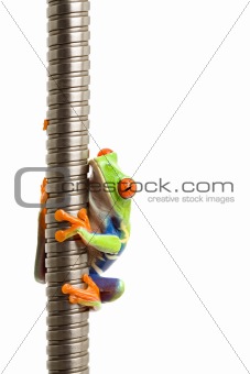 frog on metal spiral isolated