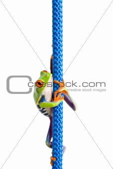 frog climbing rope isolated on white