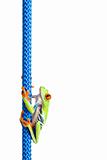 red eyed tree frog on rope isolated