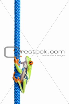 red eyed tree frog on rope isolated