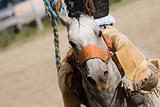 rodeo horse barrel racing