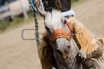 rodeo horse barrel racing