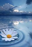 Pure Flower on water