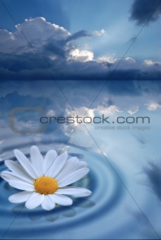 Pure Flower on water