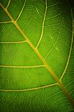 Green Healthy Leaf